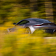 Illustration for article titled The 2019 Aston Martin Vantage Doesnt Settle For Anything